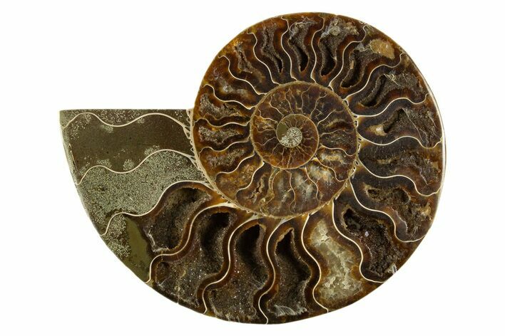 Cut & Polished Ammonite Fossil (Half) - Crystal Pockets #310593